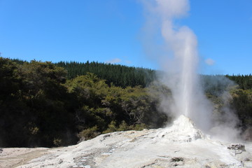 Lady Knox  Geysir