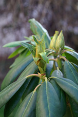 Thrips on the rhododendron