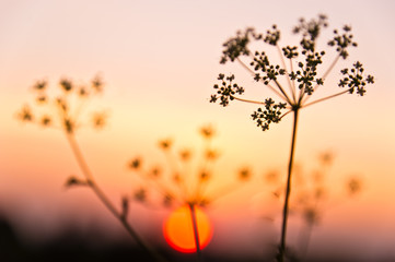 Summer fields, dried wild flowers and sunset in the background