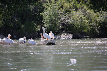 Pelicans on a chair