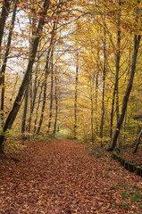 chemin forestier en automne