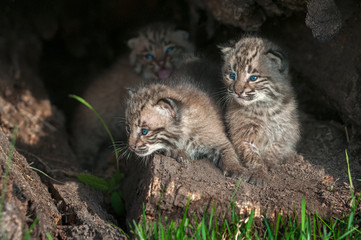 Bobcat Kittens (Lynx rufus) Look Left From Within Log