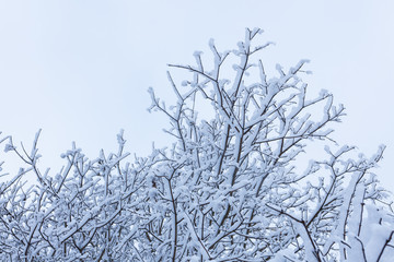 Tree top branches covered in snow