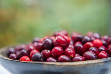 Fresh cranberries in wooden bowl