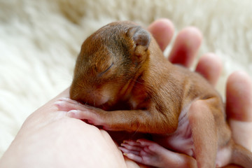 Squirrel baby in human hand © Christina