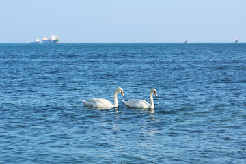 White Swans in the Black Sea