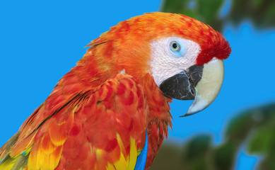 The Macaw Parrot
