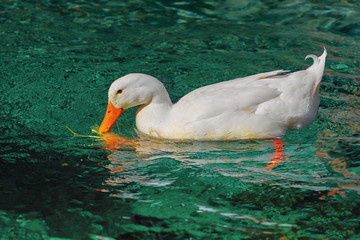 White Duck on the Pond
