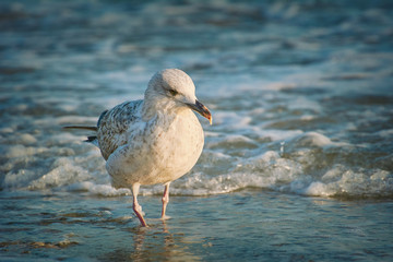 Seagull on the Shore