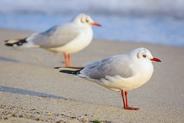 Seagulls on the Sand