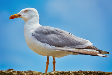 Seagull on the Fence