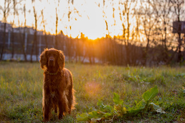  Irish Setter dog  on a walk, irish setter dog  portrait on sunshine background, dog enjoying...
