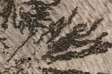 Spuren im Sand