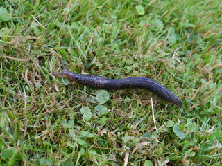Tigerschnecke