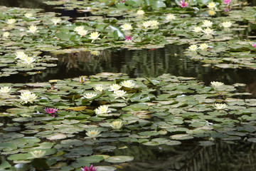 Bassin aux nénuphars. Jardin Majorelle. Maroc.