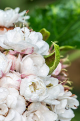 Flowers in full bloom, Rose Clerodendrum(Burma Conehead).