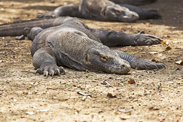 Komodo Dragon