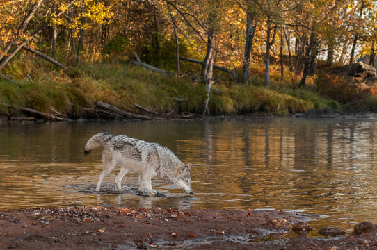 Grey Wolf (Canis lupus) Wades Into River