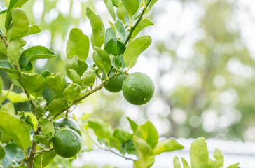Green lemons (limes) on tree.