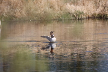 Canvasback