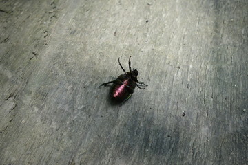 green beetle