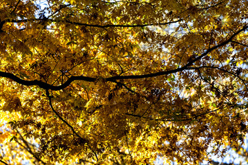 Fall Trees