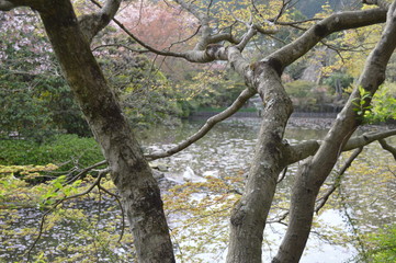 Cherry Blossom Tree in Zen Garden by Lake