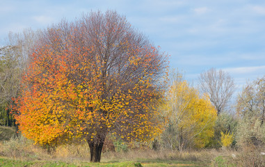 Lonely autumn tree