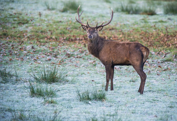 Red stag deer standing in a frosty winter meadow 
