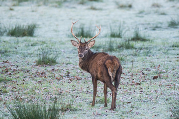 Red stag deer looking back in a  frosty winter meadow 