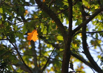 Première feuille d'automne
