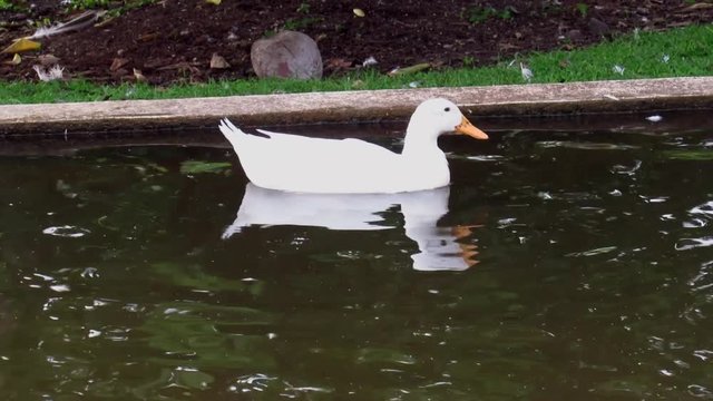 Pato Blanco
