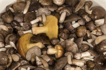 blewits mushrooms Tricholoma portentosum and Suillus harvest prepared for pickling