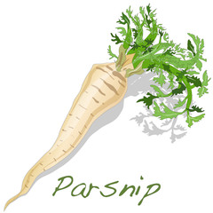 Fresh parsnip roots - obrazy, fototapety, plakaty