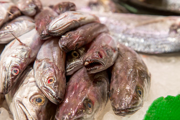 Fresh sea fish in ice on mercat de la boqueria Barcelona, Spain