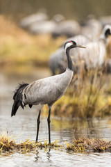 Common crane in a wetland at a stopover site