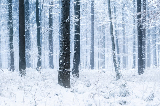 Winterlandschaft im Wald mit Schnee