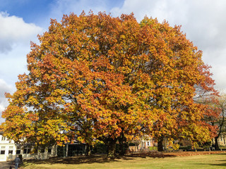 Naklejka premium Large wide sycamore tree in autumn, winter in the sunshine with red and golden leaves of fall. the tree is in Sevenoaks, kent, UK