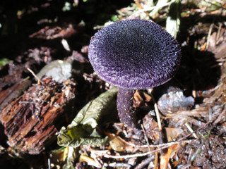 Violet Cort Mushroom