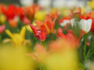 Beautiful red tulips in garden