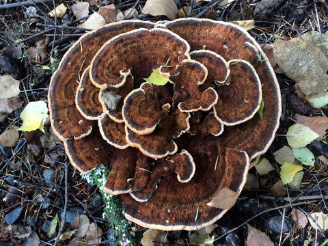 Dyer's Polypore Mushroom