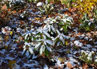 Junger Rhododendron im Herbstgarten schneebedeckt