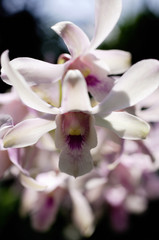 Close up of Orchid flowers