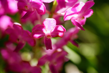 Close up of pink Orchid flowers