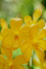 Close up of Yellow Orchid flowers