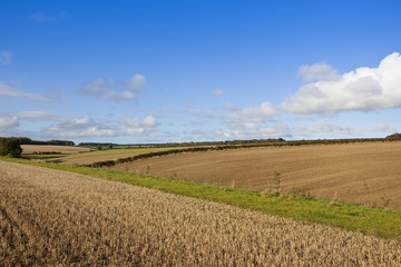Fototapeta na wymiar farming landscape
