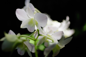 Close up of white Orchid flower