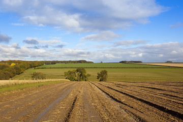 Fototapeta na wymiar harvested potato field