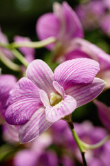 Close up of purple orchid flower