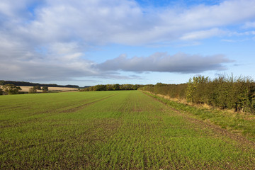 wheat field and hedgerow